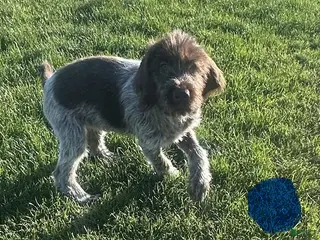 Wirehaired Pointing Griffon dogs Wirehaired Pointing Griffon; "Blue Collar". - Ad 2