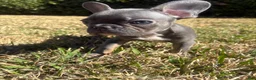 French Bulldog dogs for sale: French Bulldog 1 - Ad 5