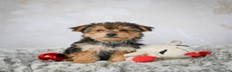 Yorkshire Terrier dogs for sale: Jeremy - Ad 1