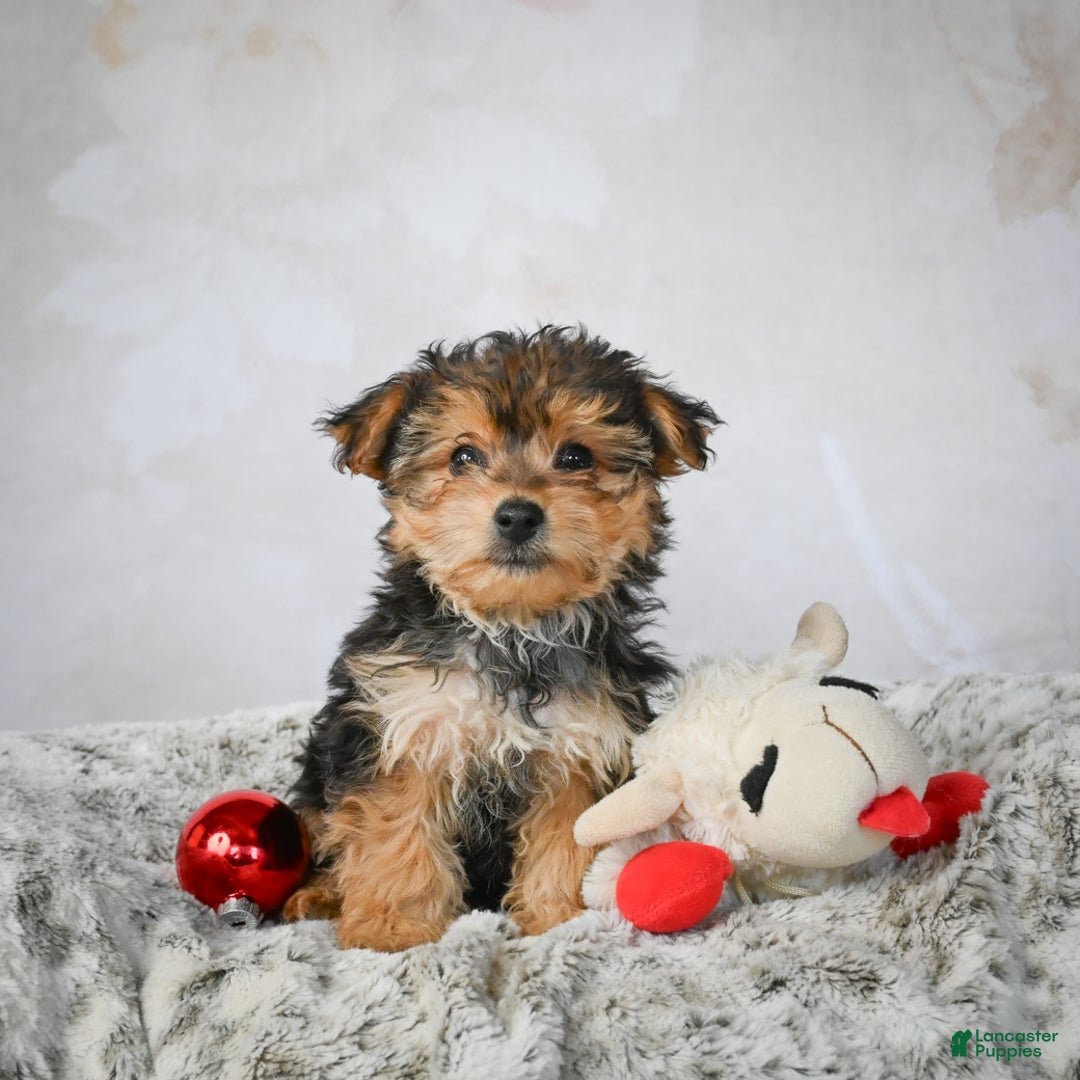 Yorkshire Terrier dogs for sale: Jeremy - Ad 1
