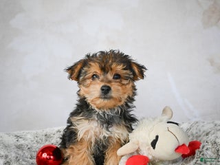 Yorkshire Terrier dogs Jeremy - Ad 20