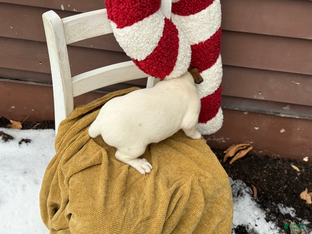 Jack Russell Terrier dogs for sale: Jolly - Ad 7