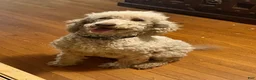 Aussiedoodle dogs for sale: Aussiedoodle 4 - Ad 11