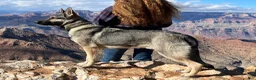 German Shepherd dogs for sale: Sandy - Ad 8