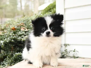 Pomeranian dogs Peace - Ad 42