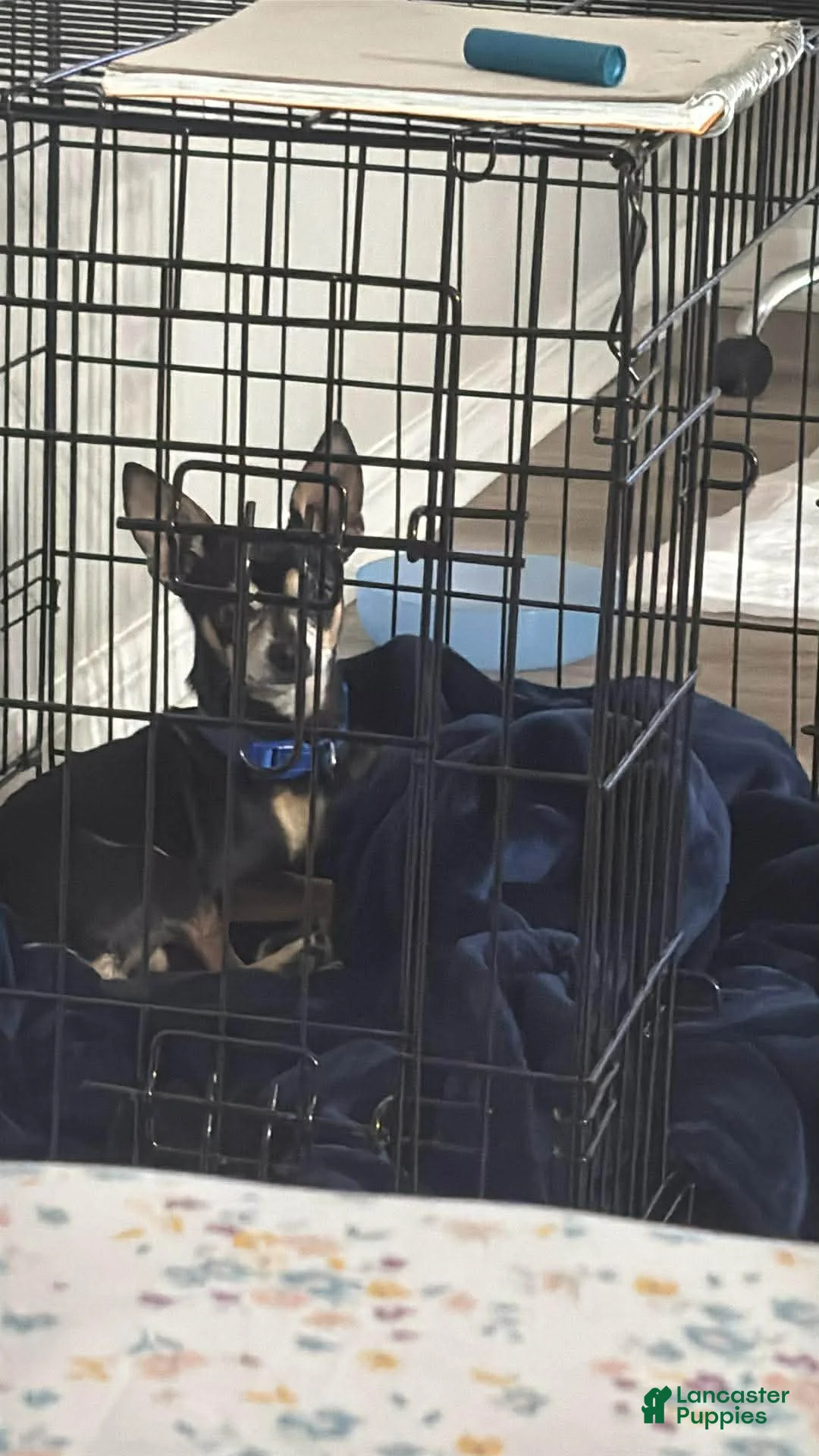Chihuahua dogs for sale: Chihuahua Puppy 1 - Ad 2