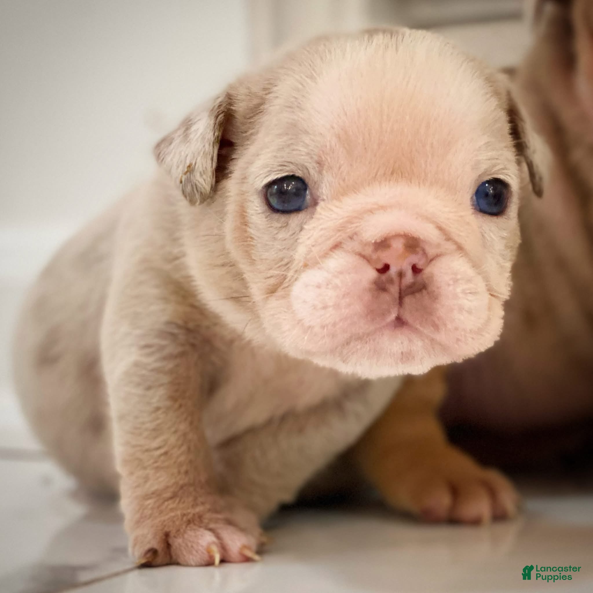 English Bulldog dogs ELOISE - Ad 20