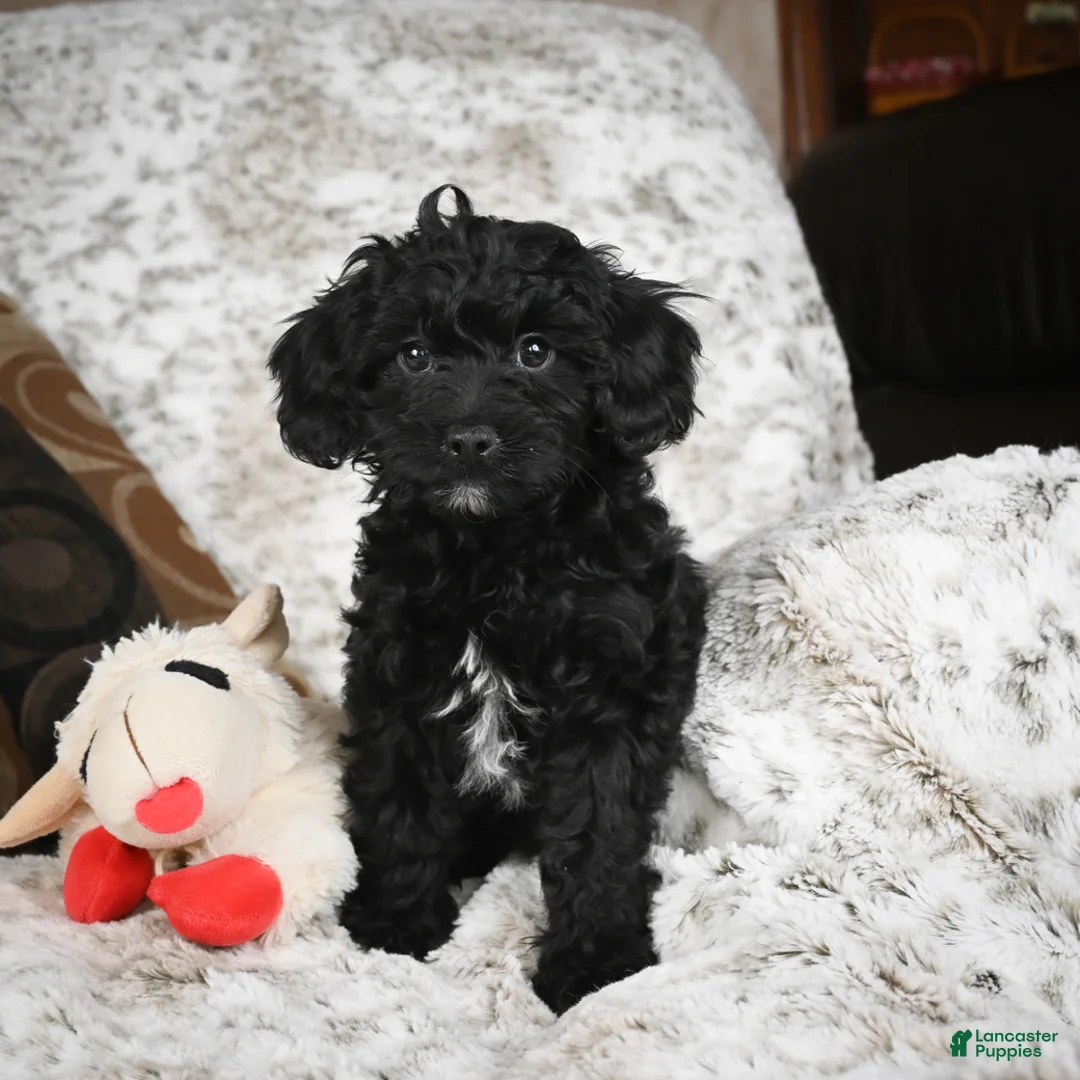 Cavapoo dogs for sale: Sandy - Ad 12