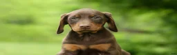 Doberman Pinscher dogs for sale:  Deacon (Red Rust) 🐶🖤🐾 - Ad 28