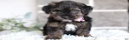Yorkiepoo dogs for sale: Summer - Ad 6