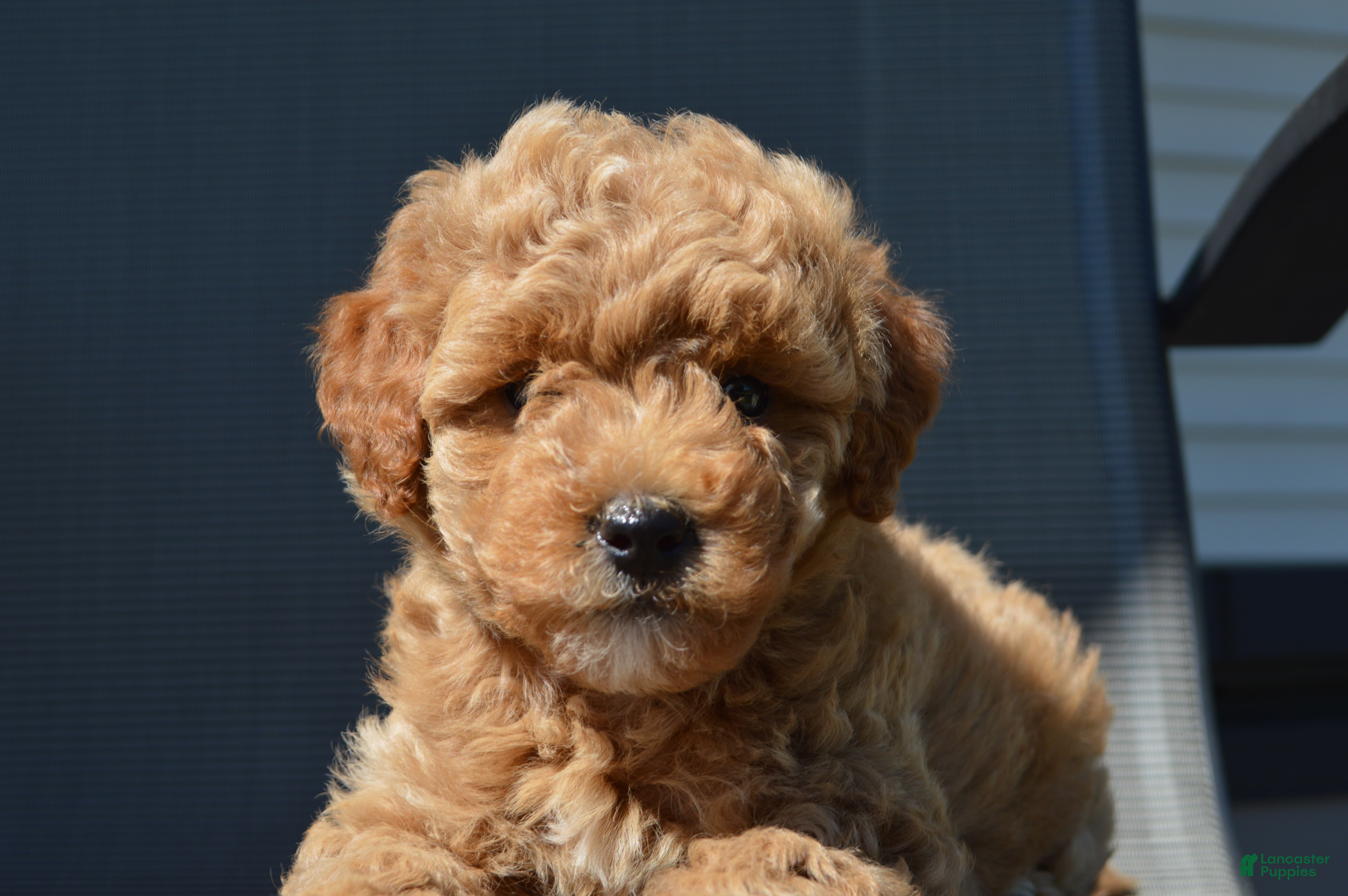 Mini Goldendoodle dogs Daisy  - Ad 1