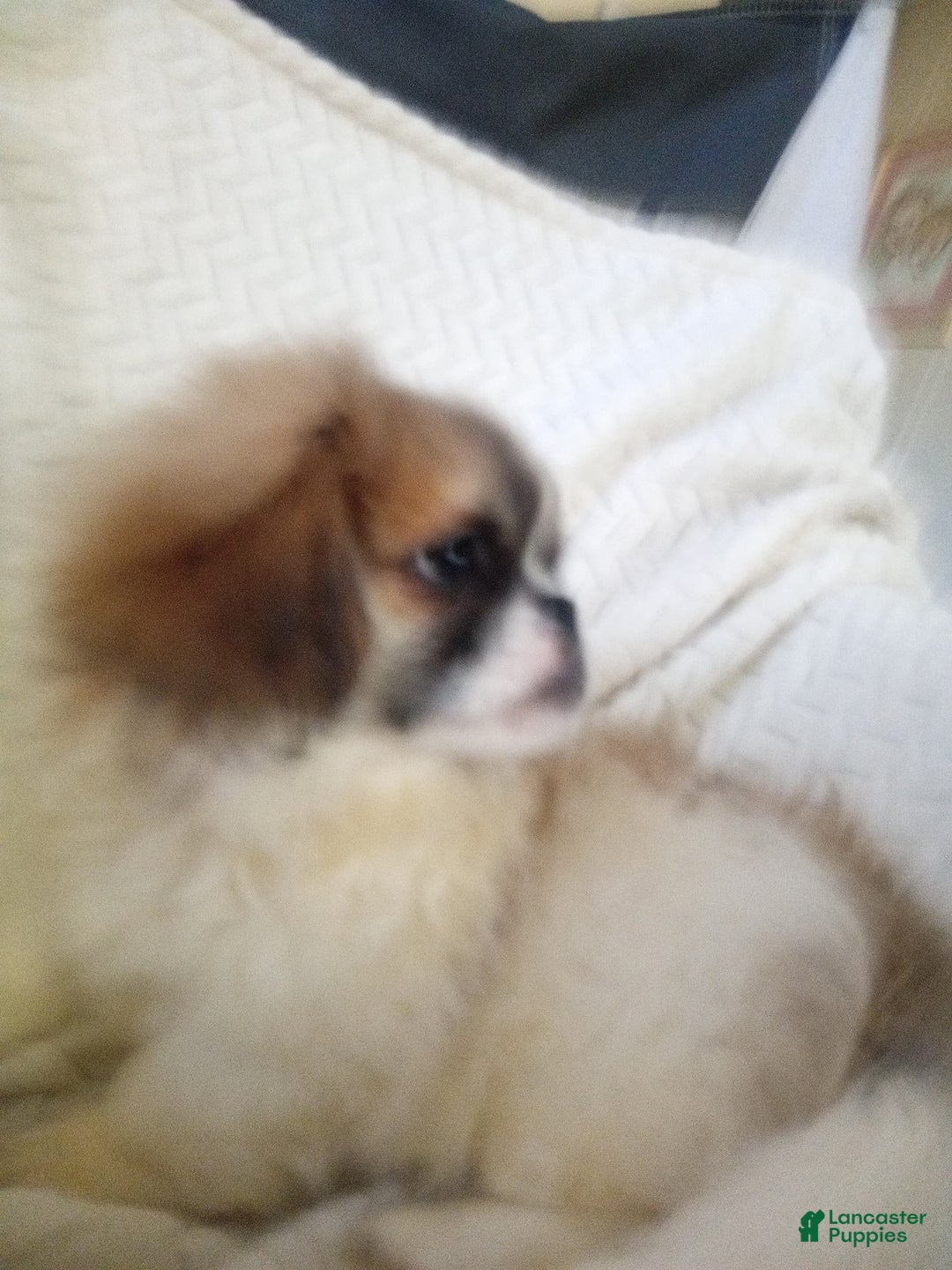 Pekingese dogs for sale: Tao - Ad 4