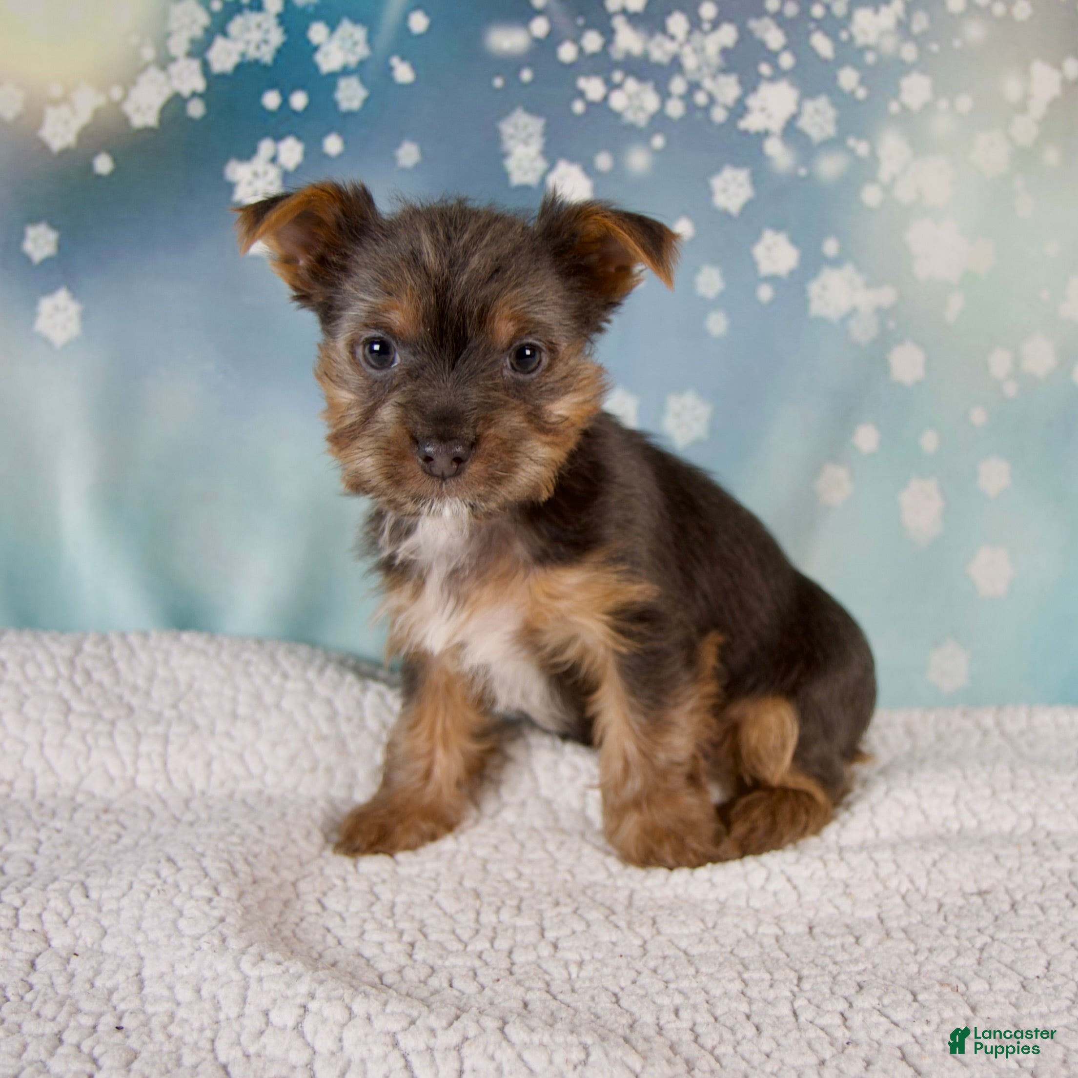 Yorkshire Terrier dogs Kollin - Ad 2