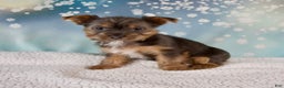 Yorkshire Terrier dogs for sale: Kollin - Ad 2
