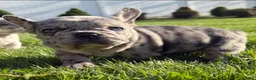 French Bulldog dogs for sale: French Bulldog 1 - Ad 5