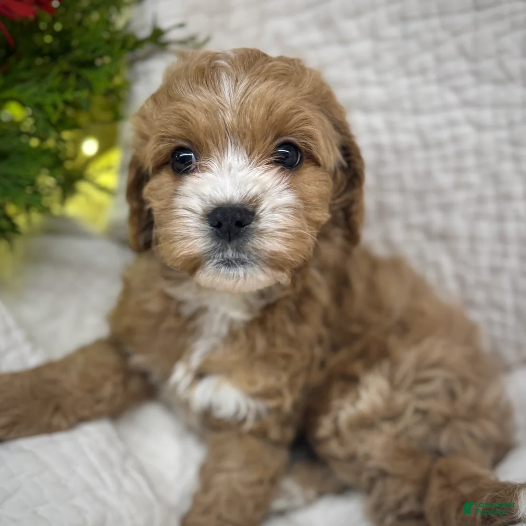 Cavapoo dogs for sale: Cavapoo Puppy 2 - Ad 1