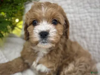 Cavapoo dogs Cavapoo Puppy 2 - Ad 28