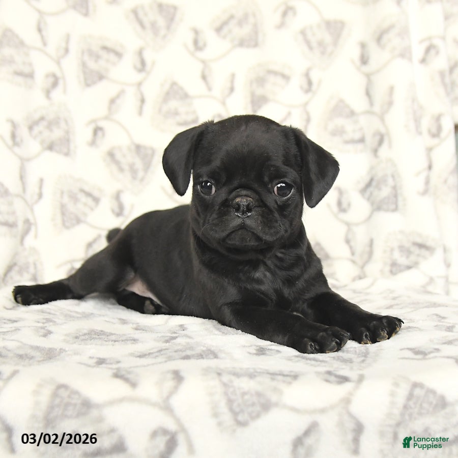 Pug dogs Rocky - Ad 2