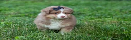 Miniature Australian Shepherd dogs for sale: LUCKY - Ad 6