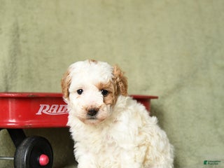 Havapoo dogs Lexi - Ad 30