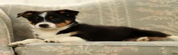 Australian Shepherd dogs for sale: Zeke - Ad 6