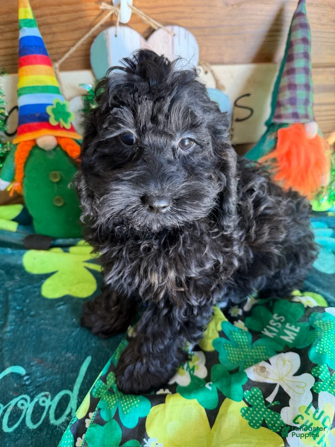 Cockapoo dogs for sale: Anna - Ad 3