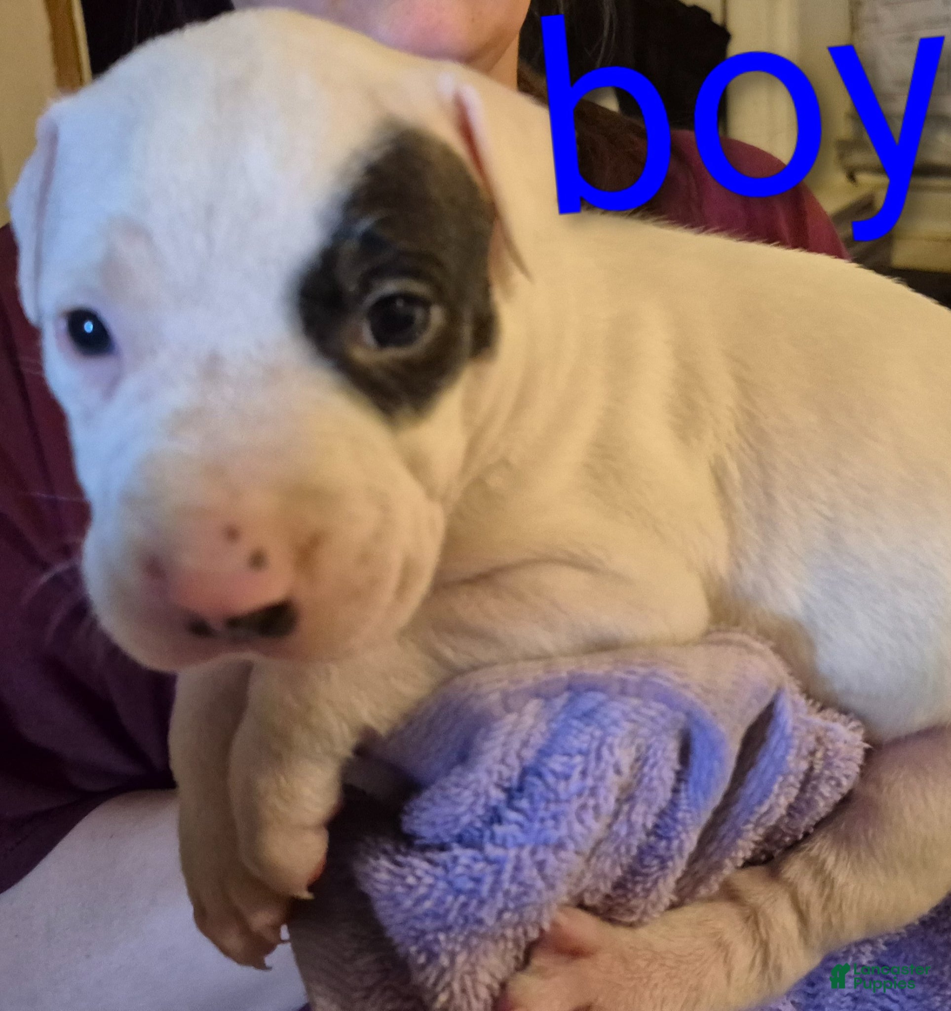 American Pit Bull Terrier dogs American Pit Bull Terrier Puppy 2 - Ad 7