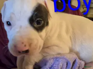 American Pit Bull Terrier dogs American Pit Bull Terrier Puppy 2 - Ad 29