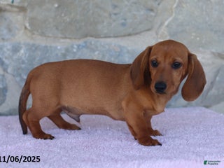 Miniature Dachshund dogs - Ad 17