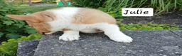 Welsh Corgi Pembroke dogs for sale: Julie - Ad 4