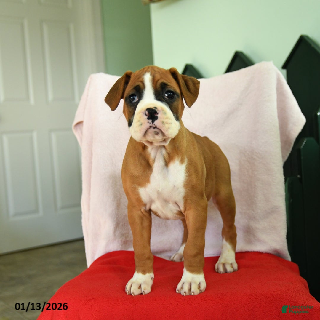 Boxer dogs for sale: Ashley - Ad 5