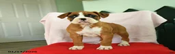 Boxer dogs for sale: Ashley - Ad 5