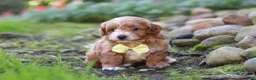 Maltipoo dogs for sale: Luca - Ad 3