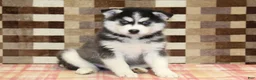 Pomsky dogs for sale: Irvin - Ad 1