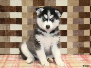 Pomsky dogs for sale: Irvin - Ad 1