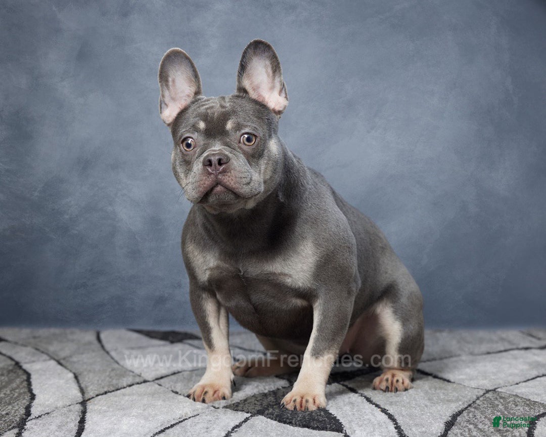 French Bulldog dogs for sale: Earl - Ad 8