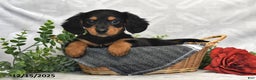 Dachshund dogs for sale: Carson - Ad 5