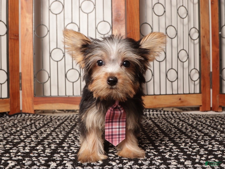 Yorkshire Terrier dogs Nico Loving Male Yorkie- ACA - Ad 2