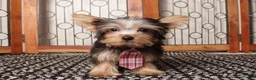 Yorkshire Terrier dogs for sale: Nico Loving Male Yorkie- ACA - Ad 2