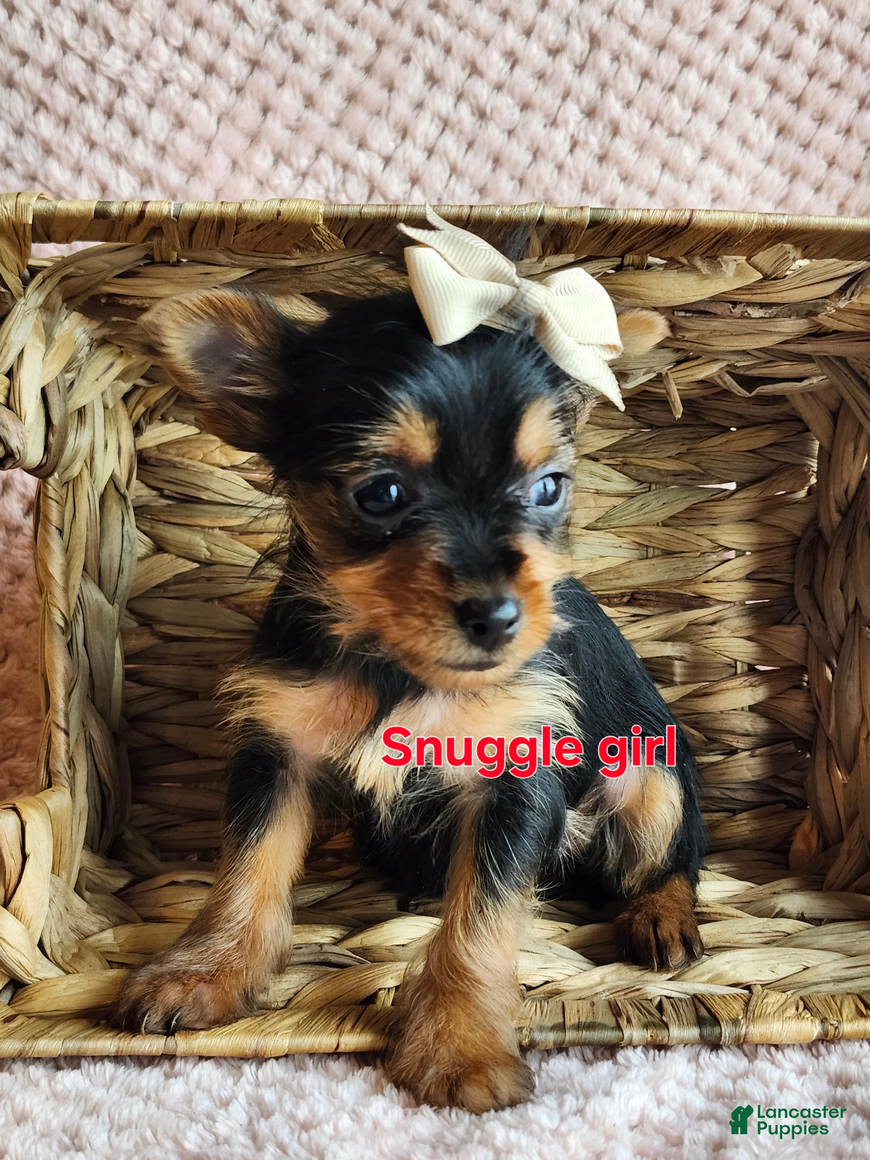 Yorkshire Terrier dogs for sale: Snuggle - Ad 3