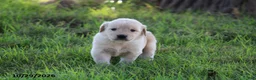 Golden Retriever dogs for sale: Hunter - Ad 3