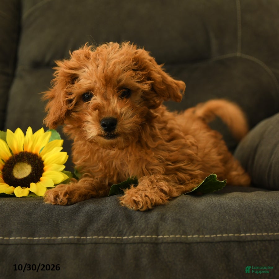 Miniature Labradoodle dogs for sale: Pansy - Ad 2