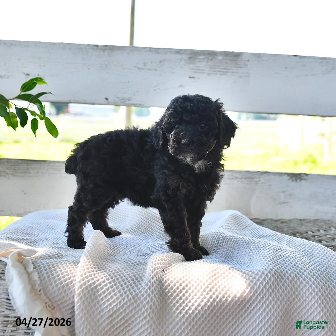 Miniature Poodle dogs for sale: Bernice - Ad 3