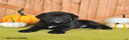 Cane Corso dogs for sale: Brewster - Ad 5