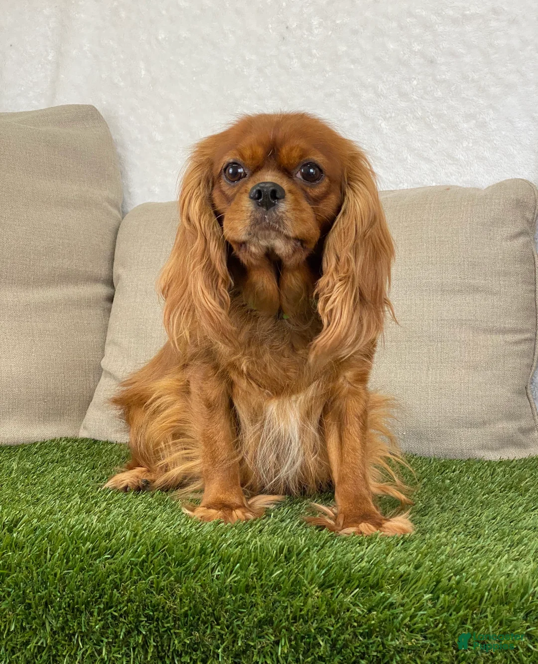 Cavapoo dogs for sale: Cupid - Ad 11
