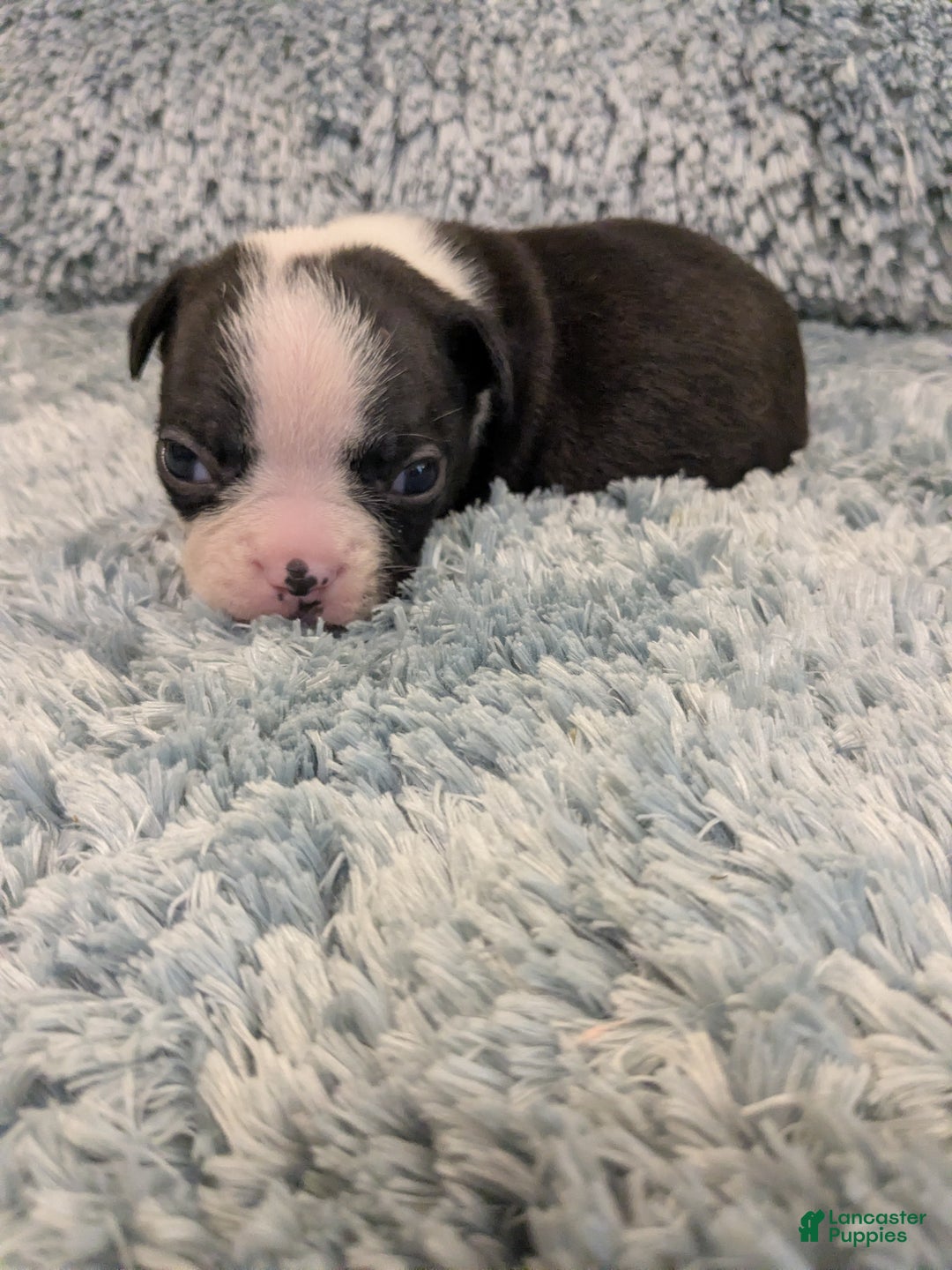 Boston Terrier dogs for sale: Boston Terrier Puppy 2 - Ad 1