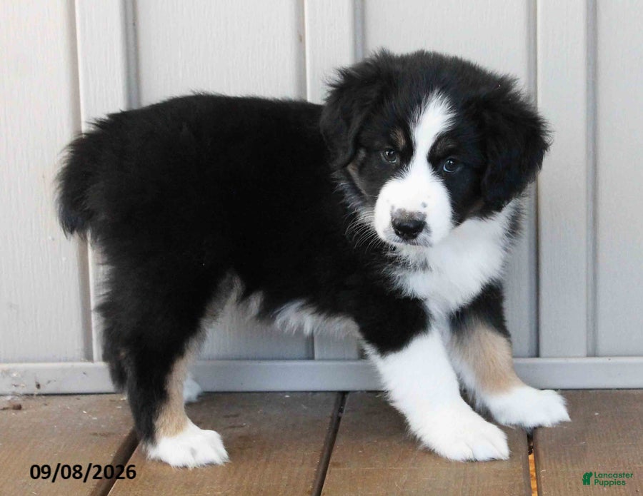 Australian Shepherd dogs Kelly - Ad 2