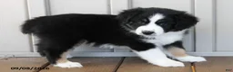 Australian Shepherd dogs for sale: Kelly - Ad 2