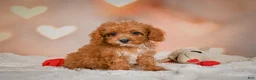 Cavapoo dogs for sale: Charles - Ad 9