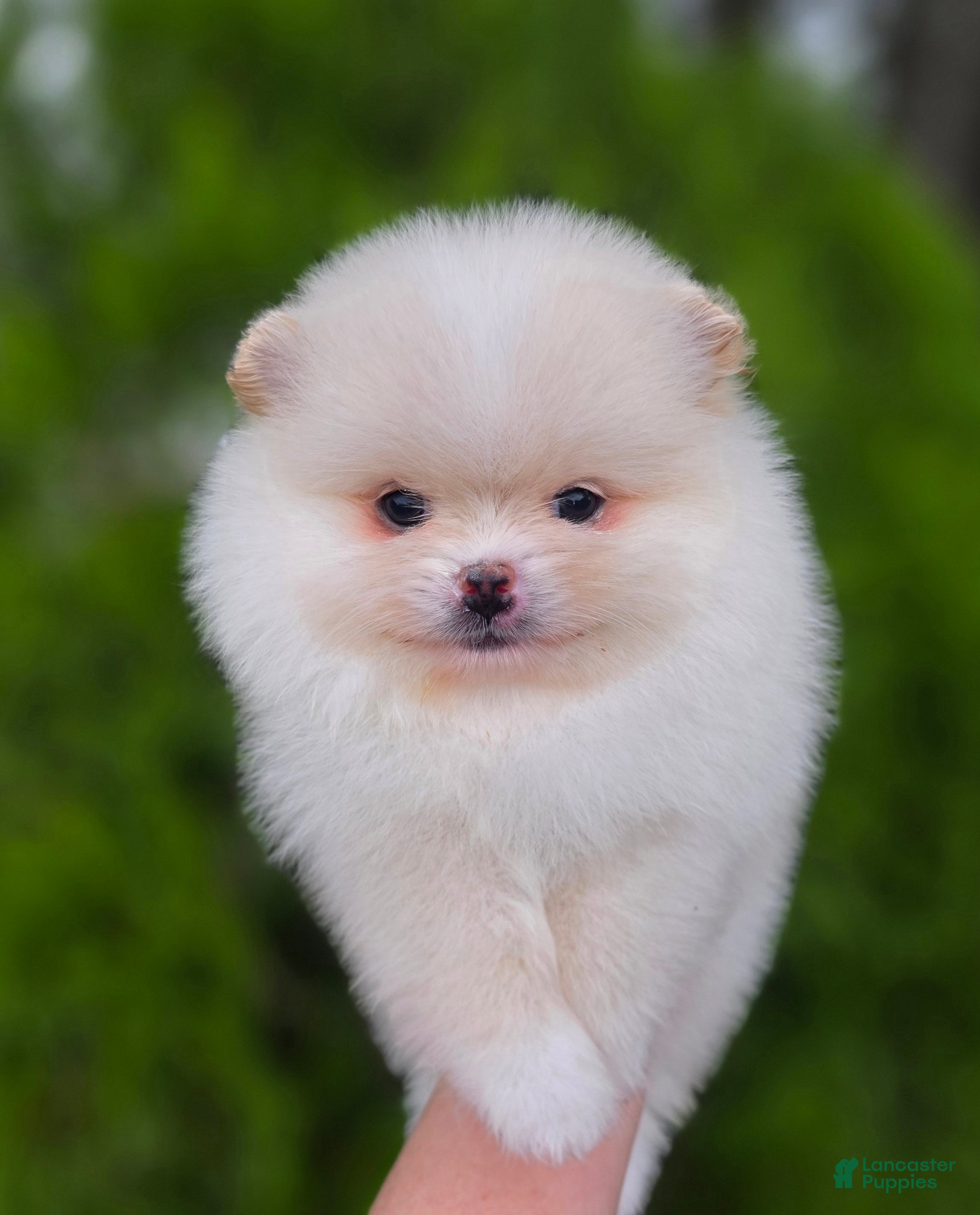 Pomeranian dogs Raphael  - Ad 1